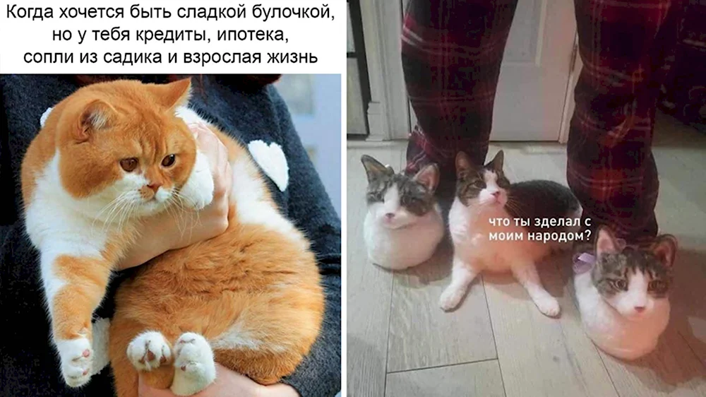 Мемы с котами до слёз