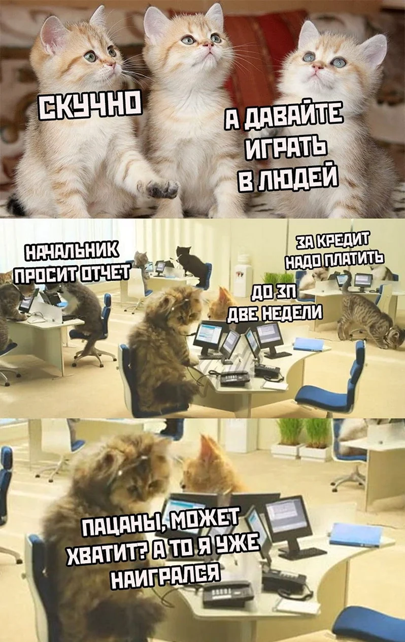 Мемы с котами и надписями