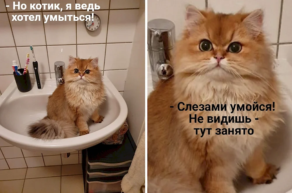 Мемы с котами и надписями