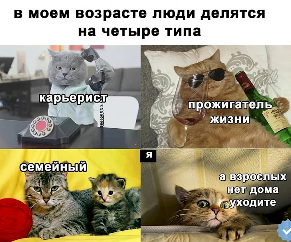 Мемы с котами и надписями