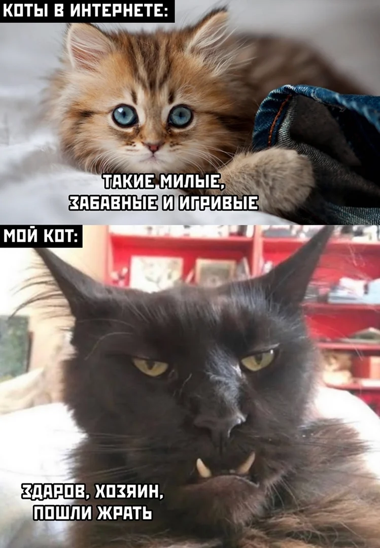 Мемы с котами и надписями