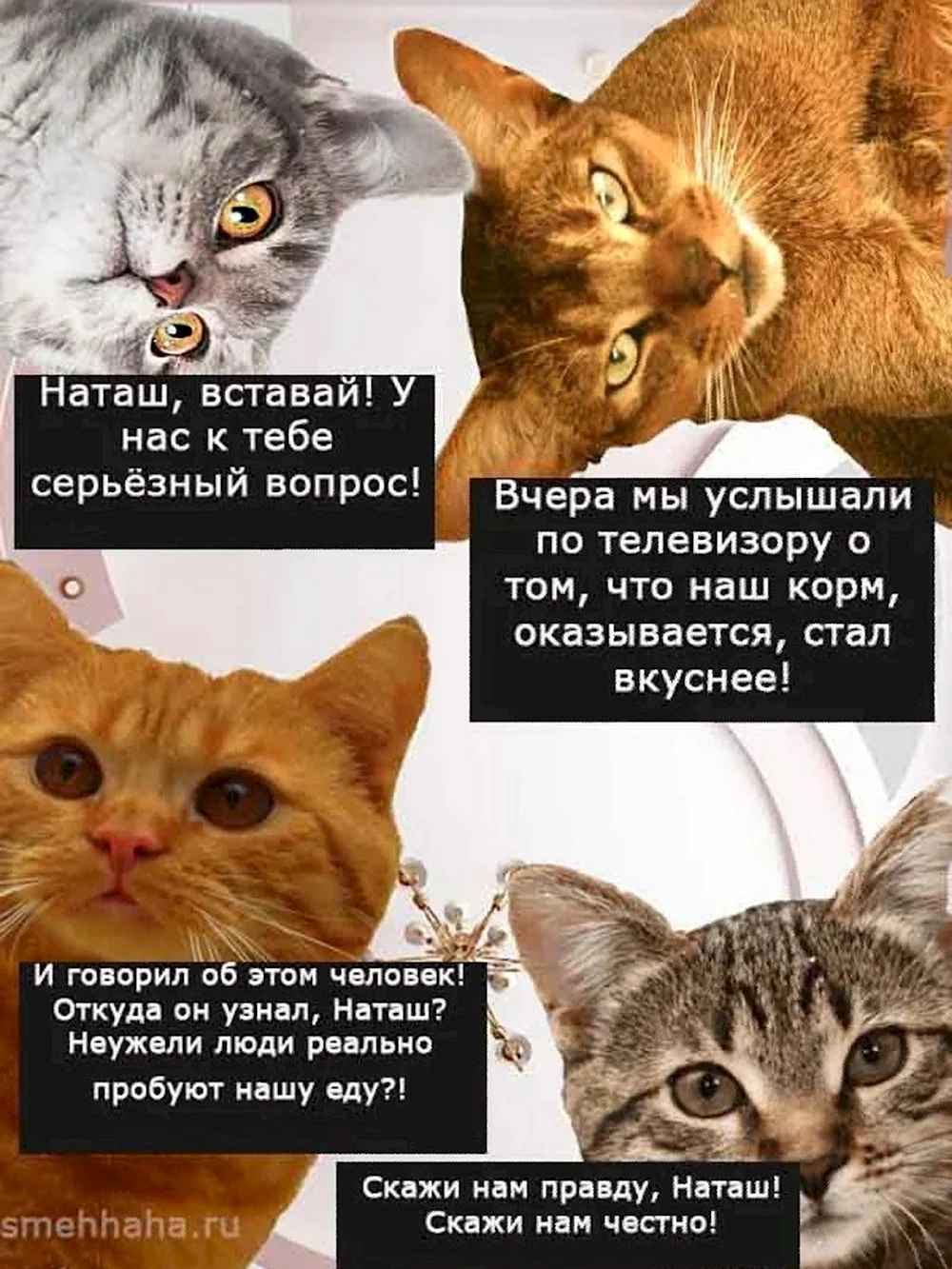 Мемы с котами и Наташей