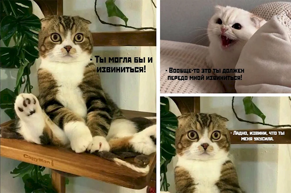 Мемы с котами красивое