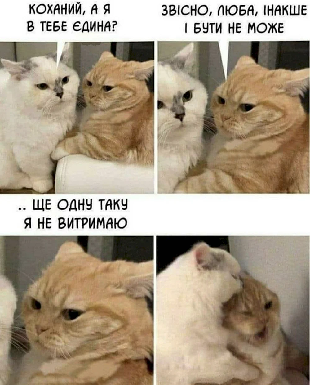 Мемы с котами про отношения