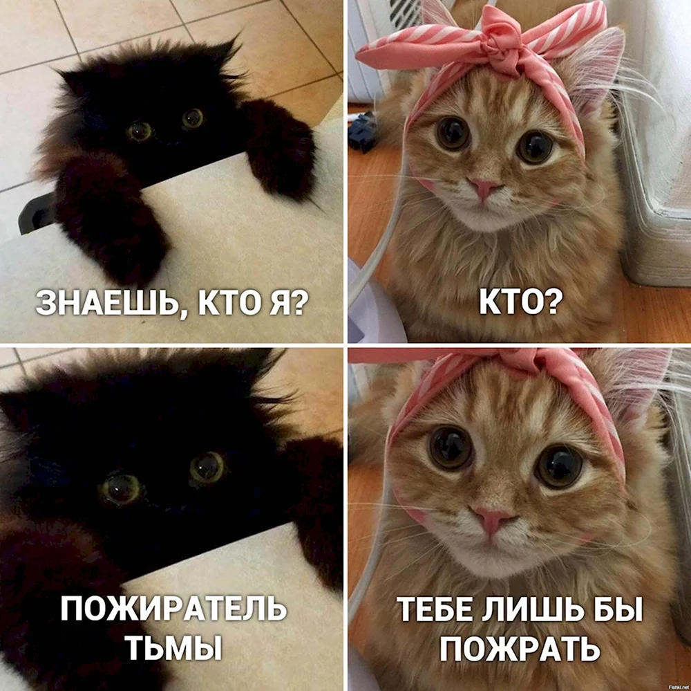 Мемы с котиками