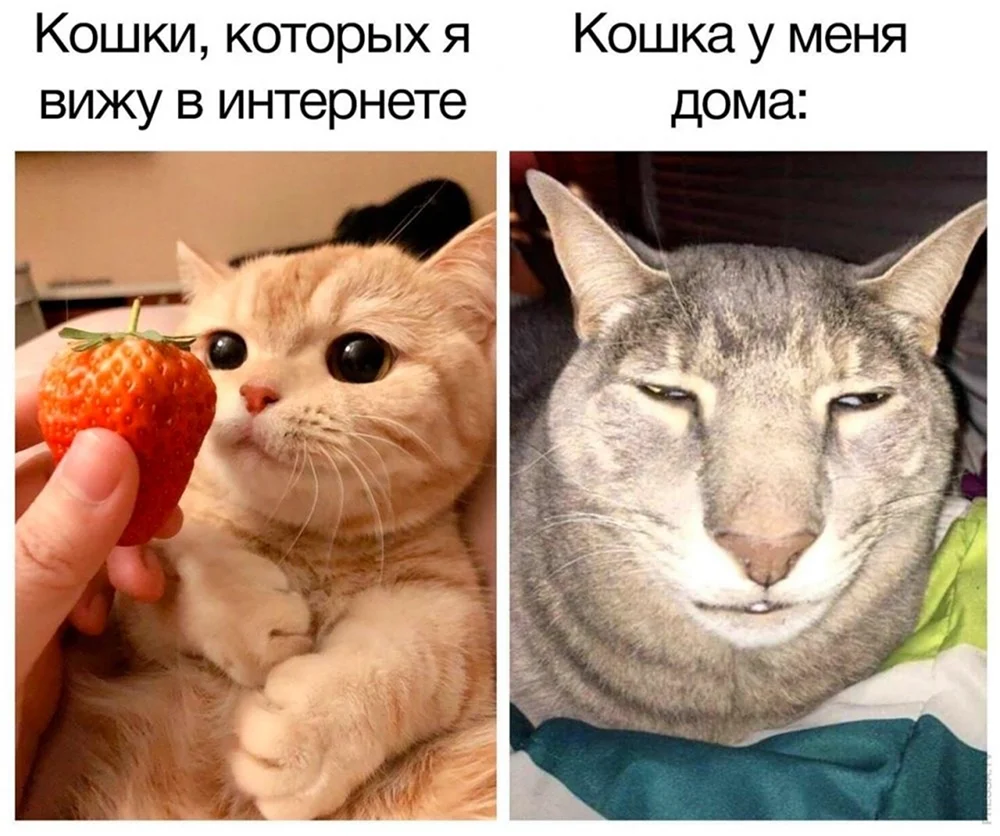 Мемы с котиками