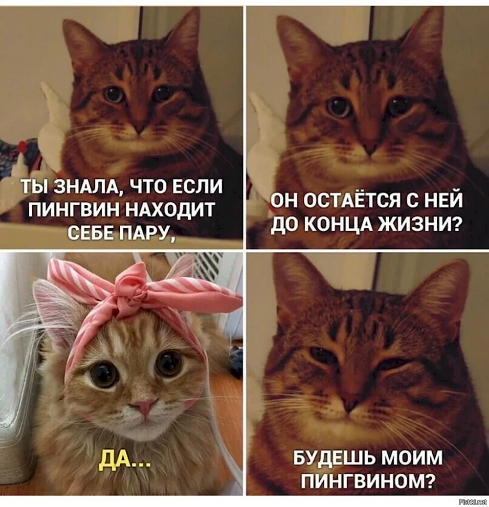 Мемы с котиками