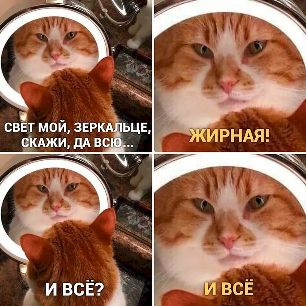 Мемы с котиками