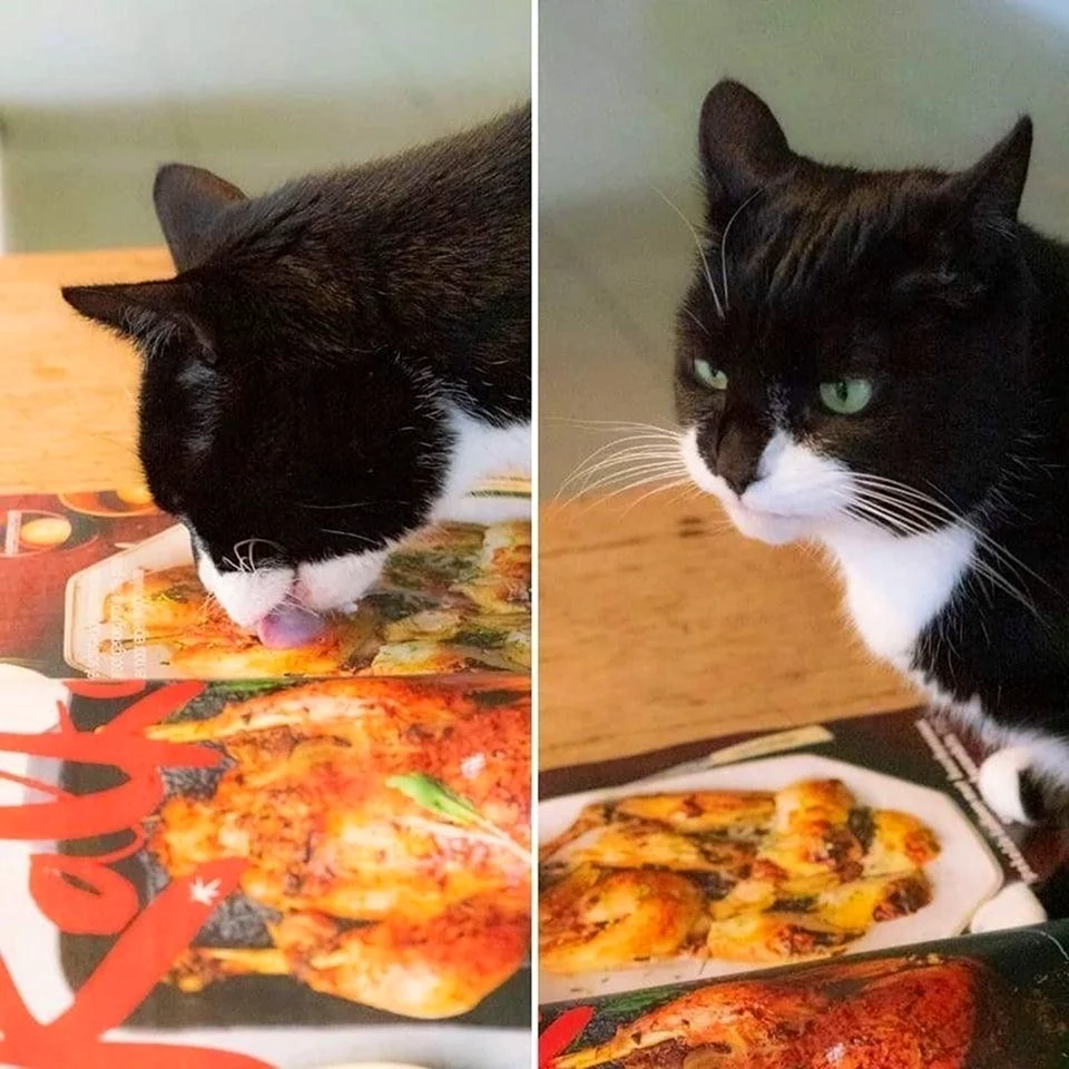Мемы с котиками и едой