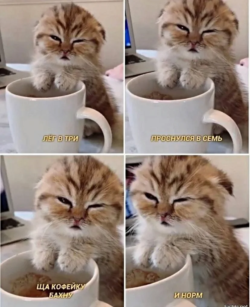 Мемы с котиками с добрым утром