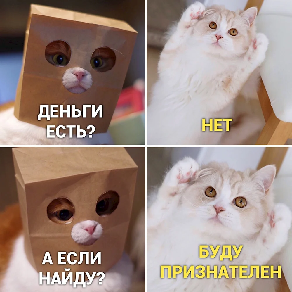 Мемы с котом