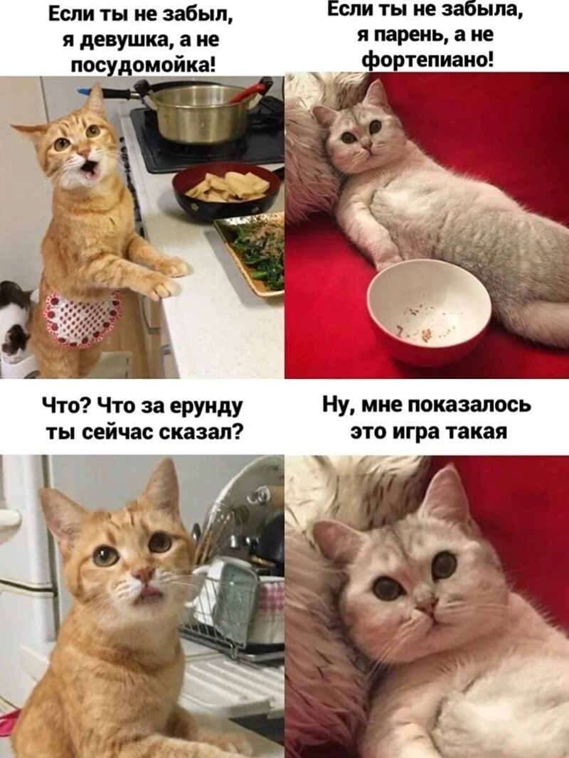 Мемы с котом