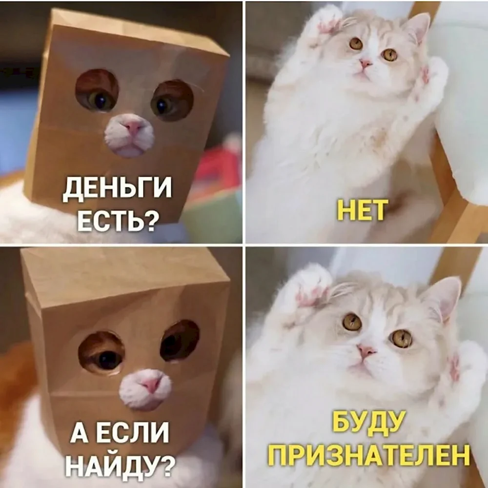 Мемы с котом