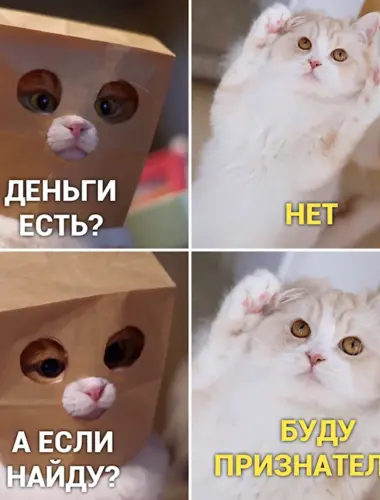 Мемы с котом