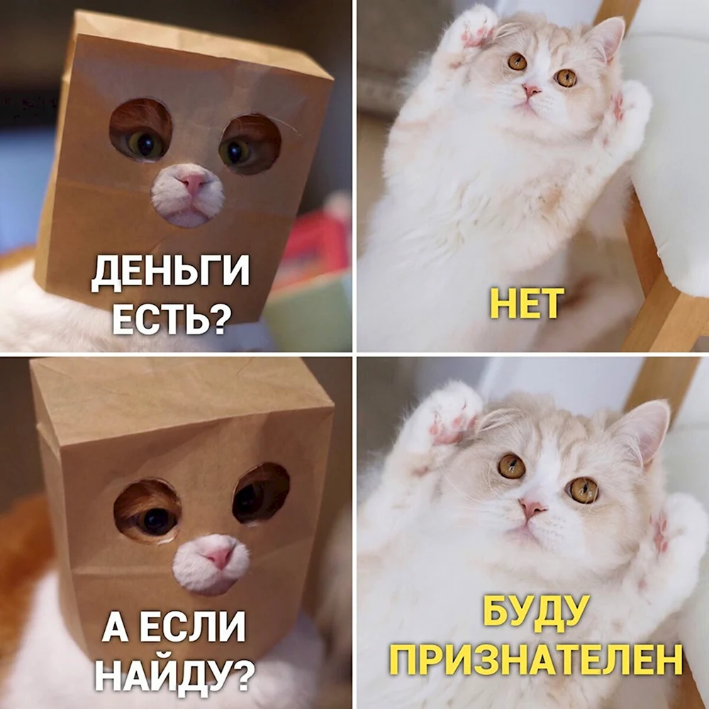 Мемы с котом