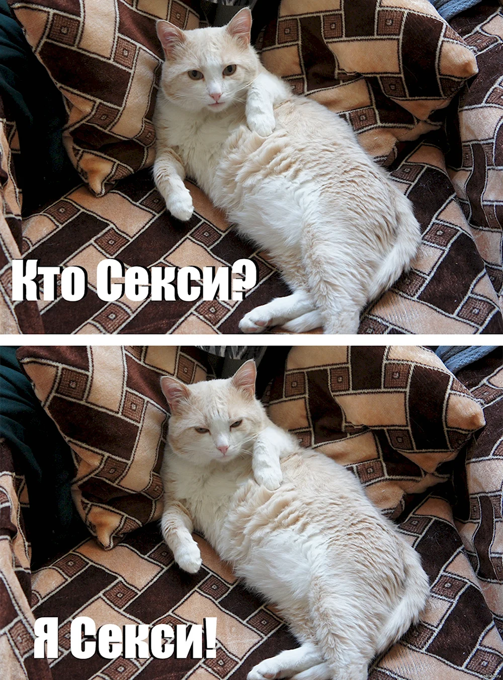 Мемы с котом Барсиком