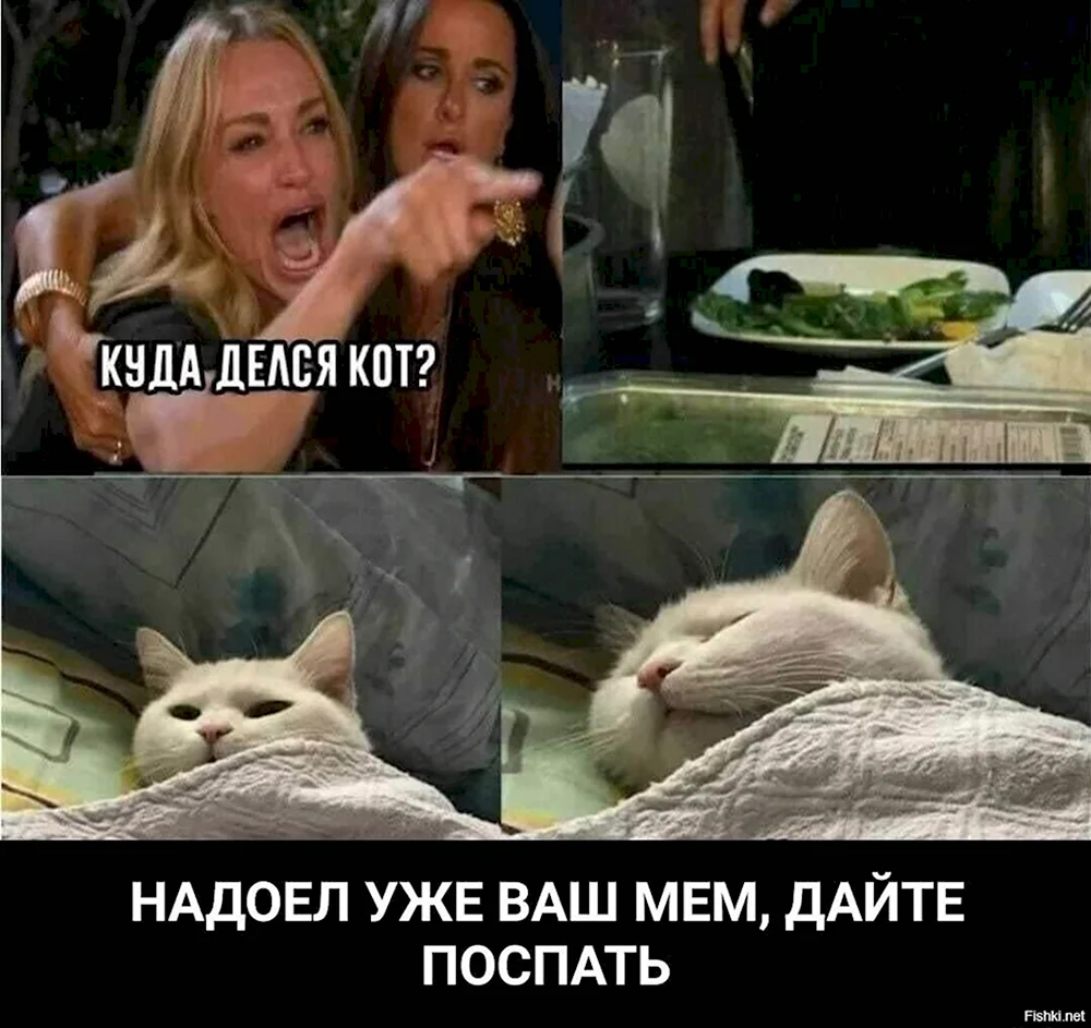 Мемы с котом и девушками