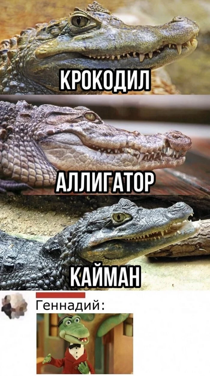 Мемы с крокодилами