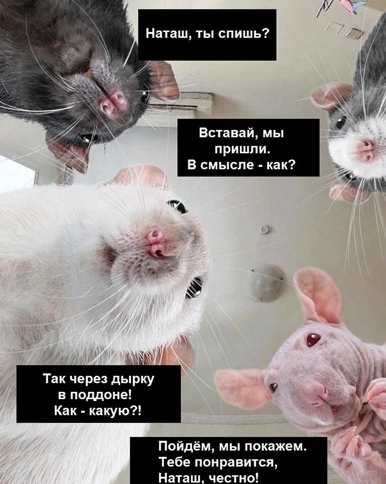 Мемы с крысами