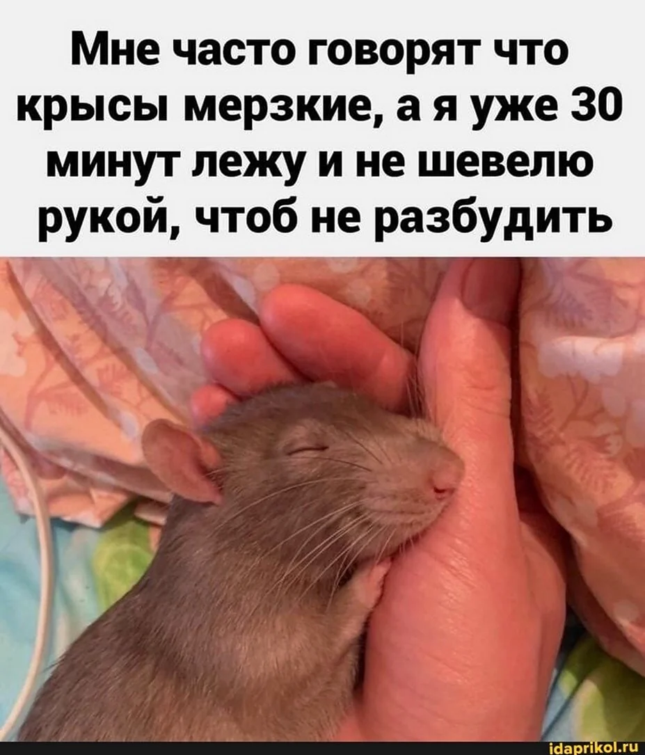 Мемы с крысами милые