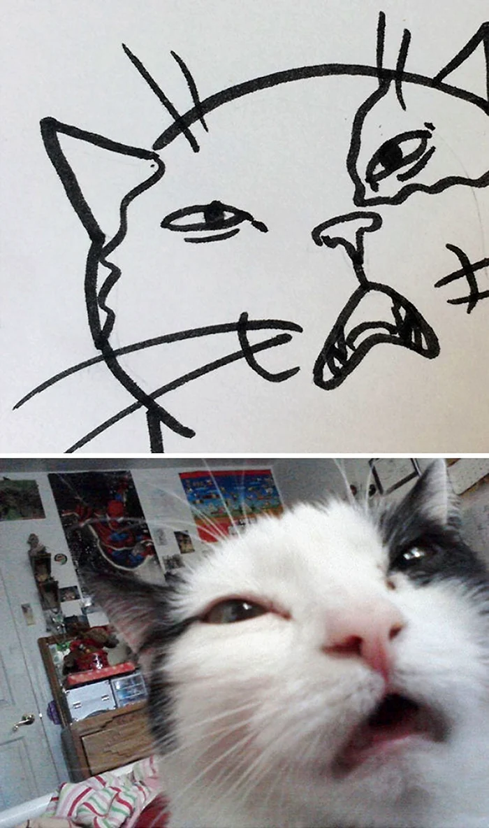 Мемы с нарисованными котами