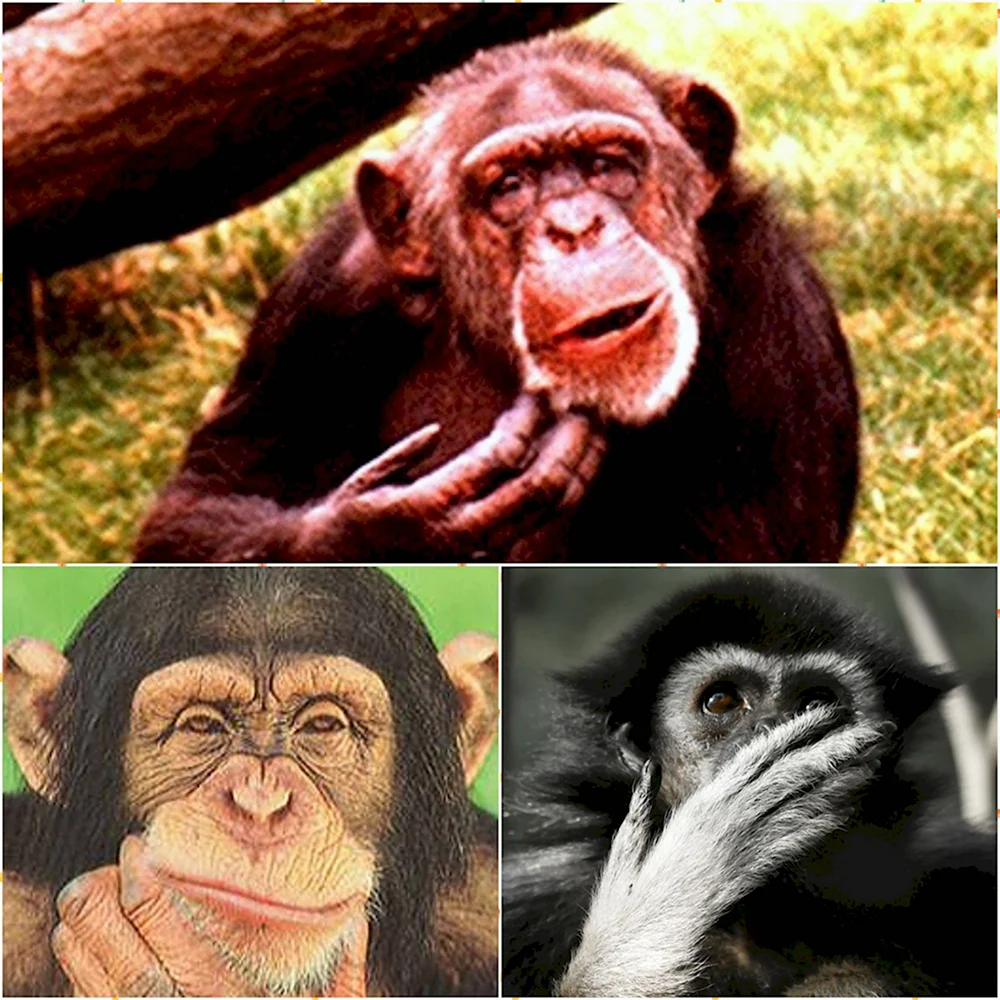 Мемы с обезьянами