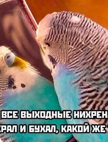 Мемы с попугаем в зеркале