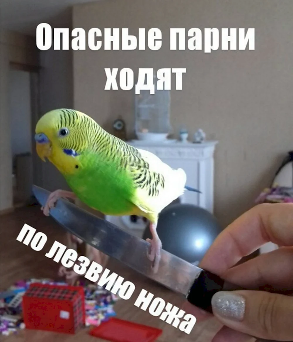 Мемы с попугаями