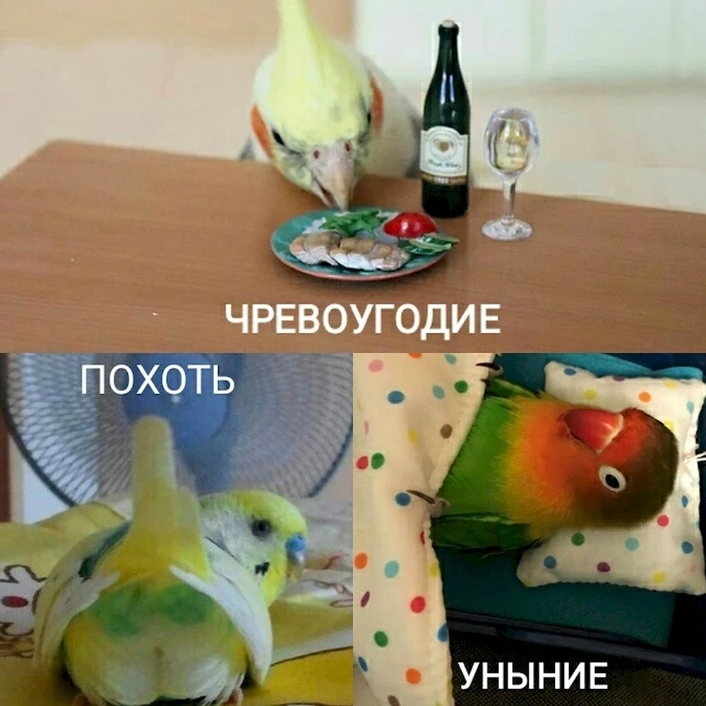 Мемы с попугаями