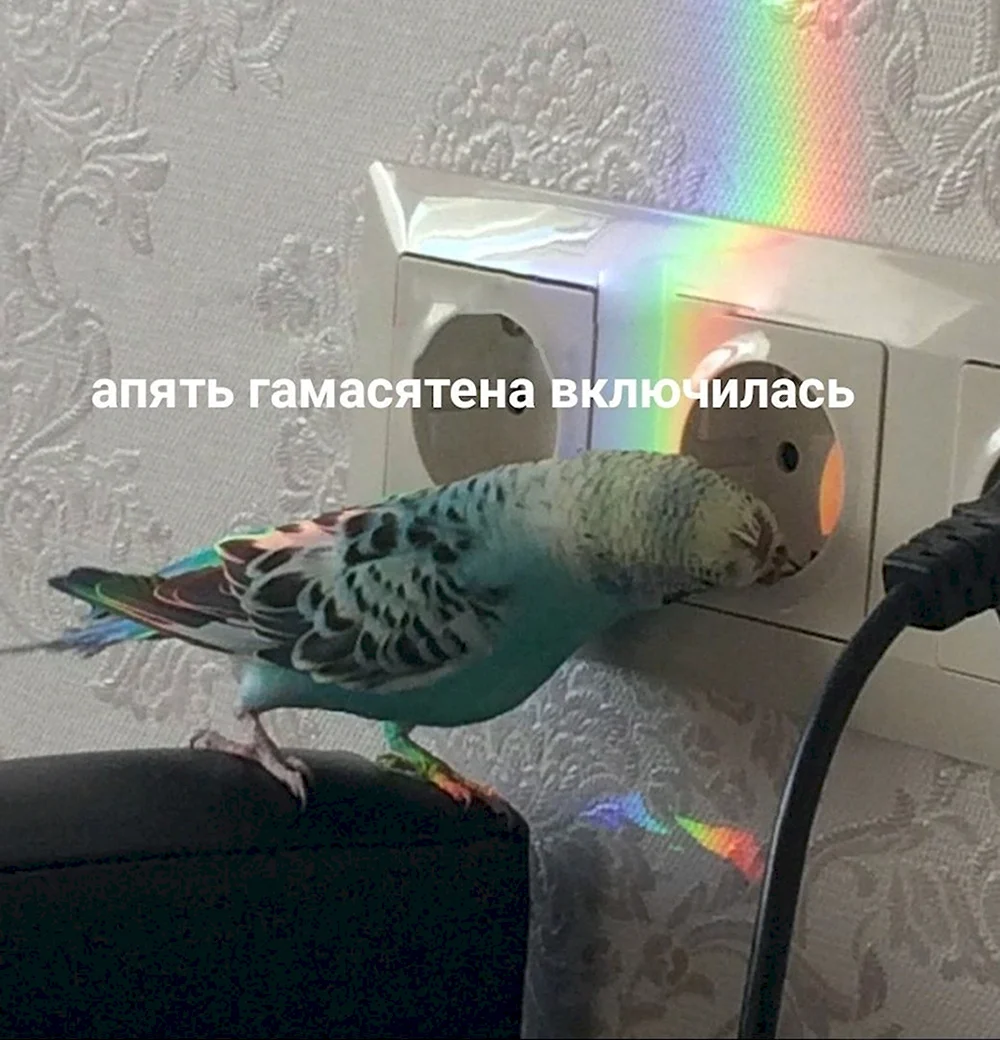 Мемы с попугаями