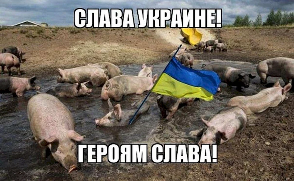 Мемы с украинскими свиньями