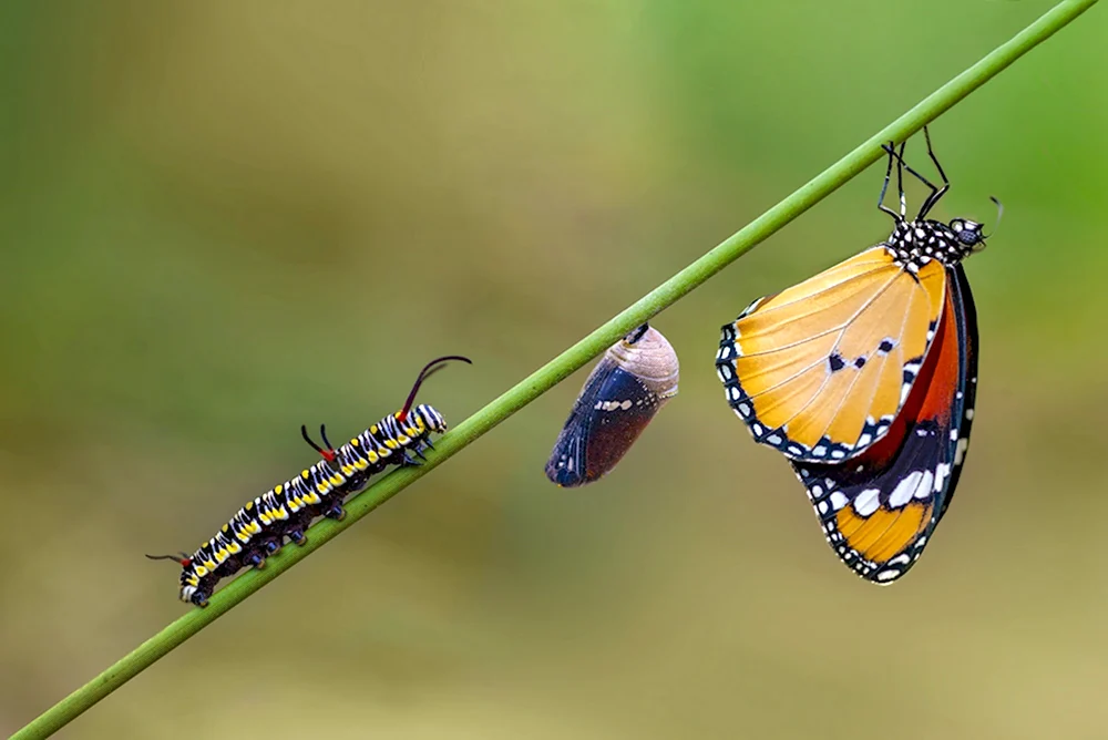 Метаморфоза гусеницы в бабочку