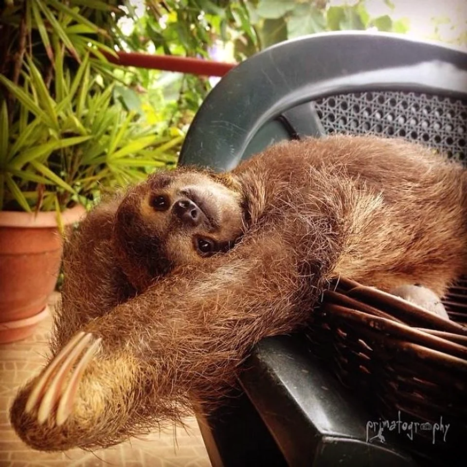 Международный день ленивца International Sloth Day