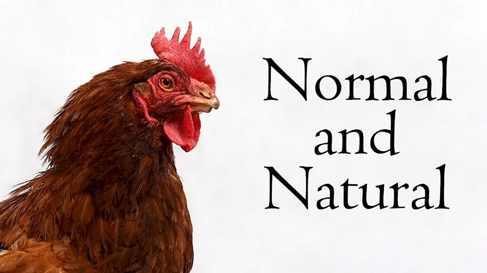 Международный день уважения кур International respect for Chickens Day