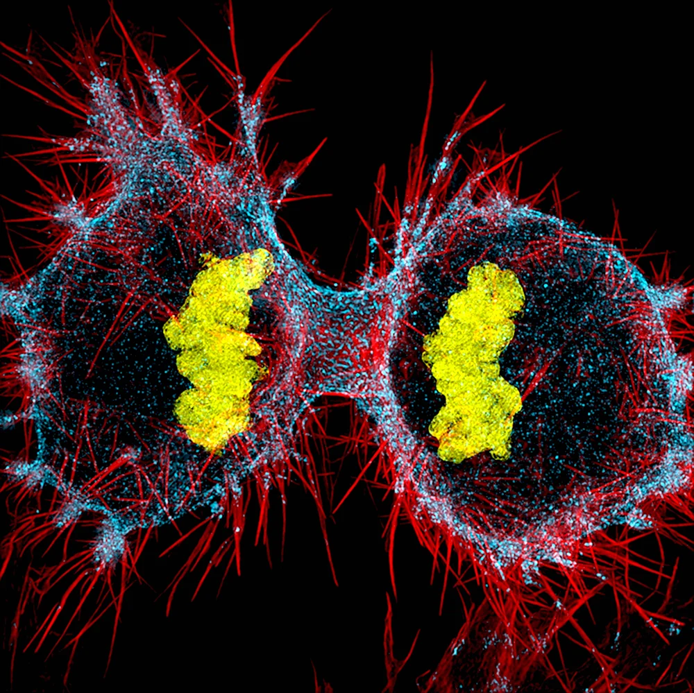 Микрофотография клетки человека