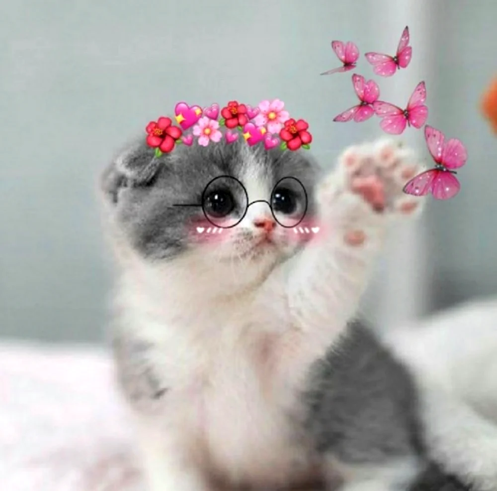 Миленькие котята