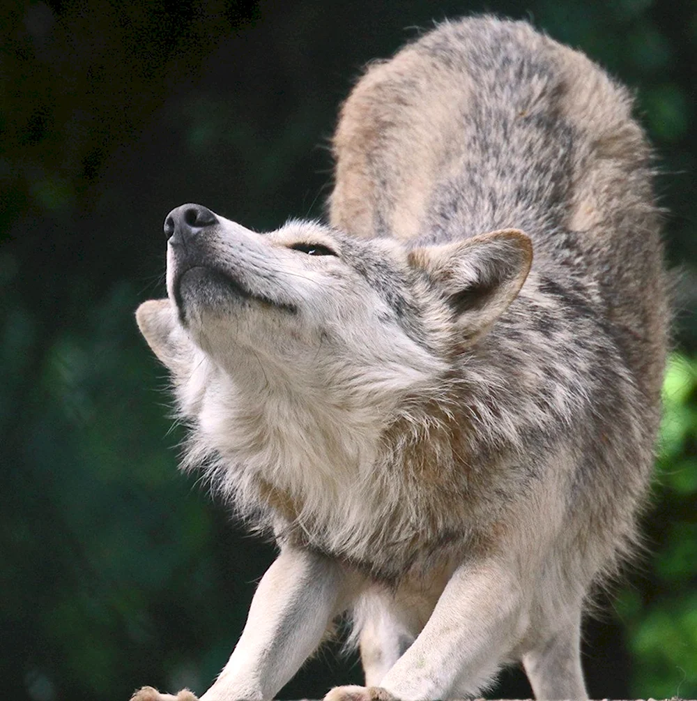 Мильвийский волк