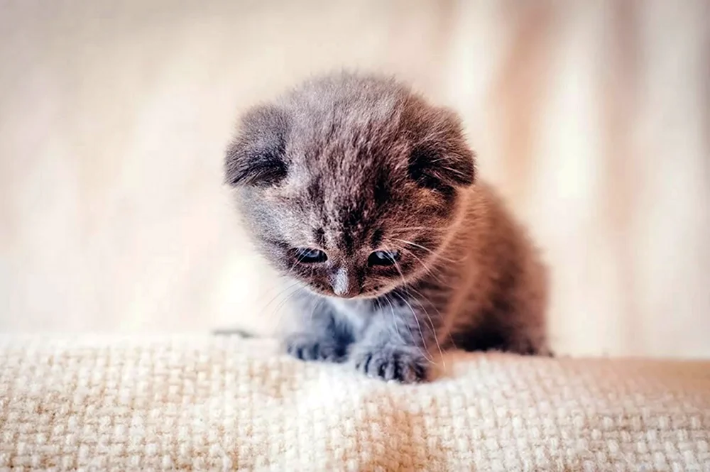 Милые котята
