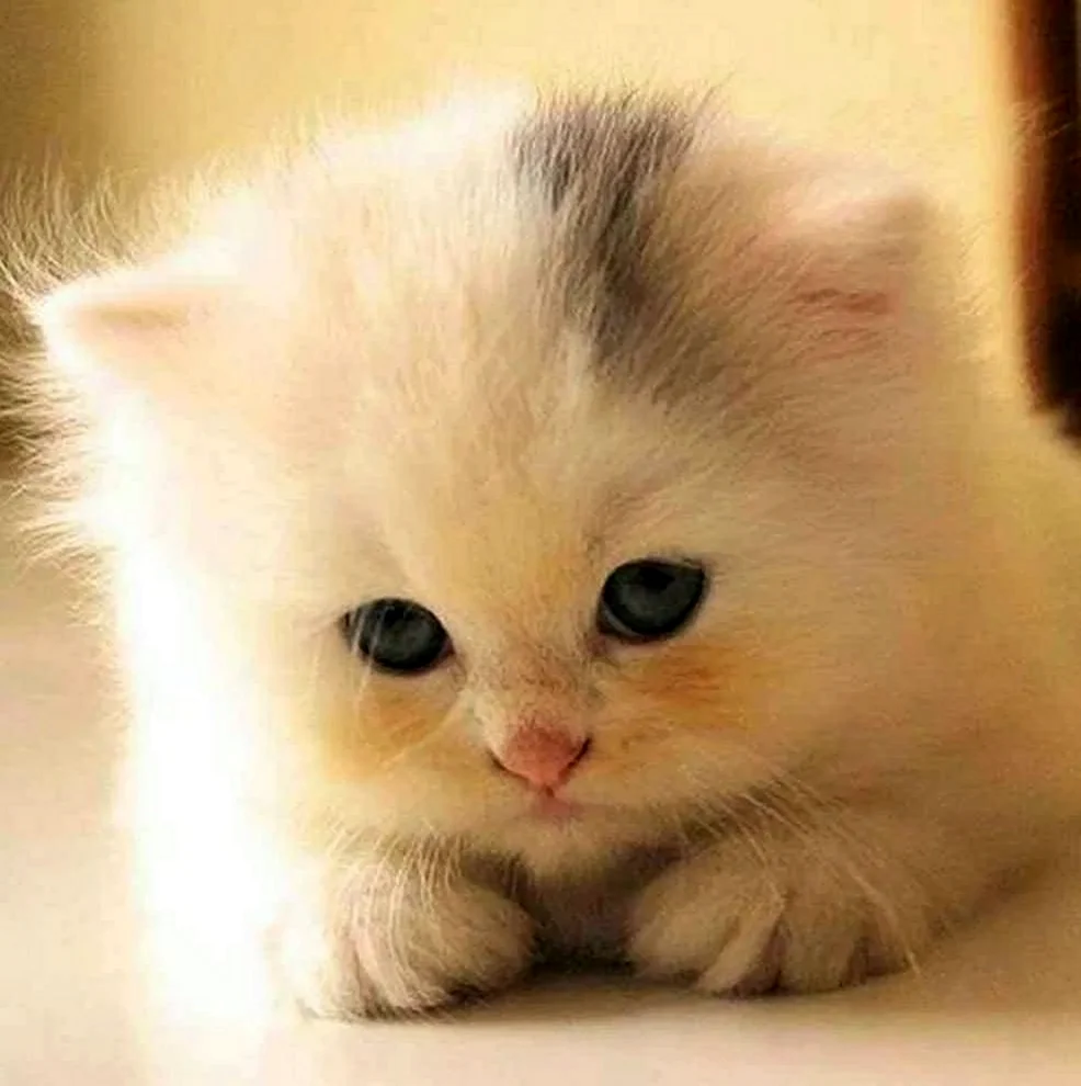 Милые котята