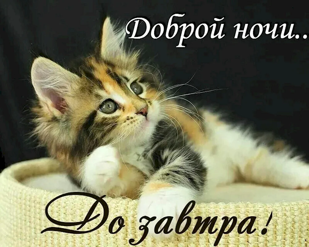 Милые котики