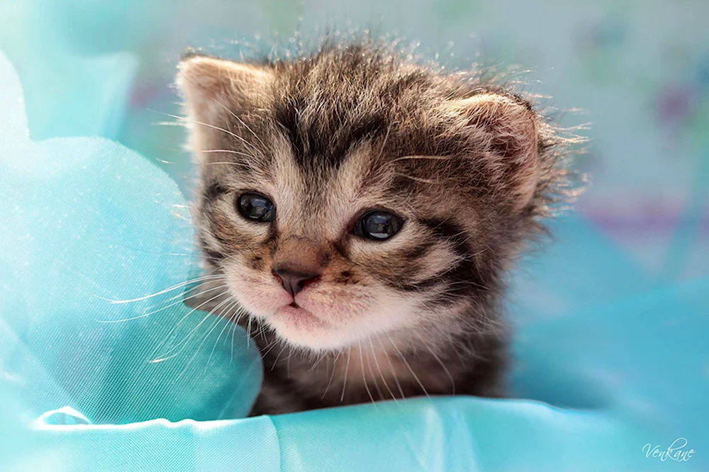 Милые котики