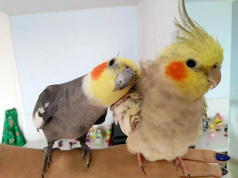 Милые попугаи кореллы