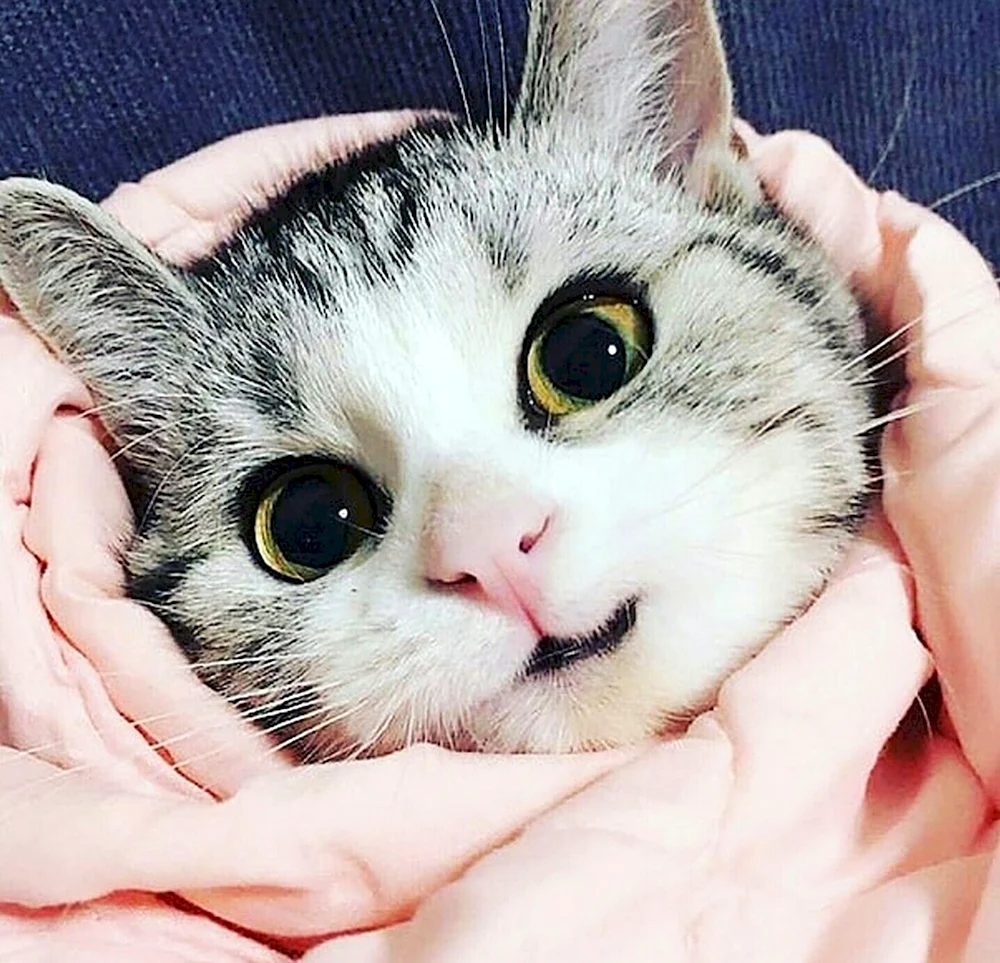 Милый кот