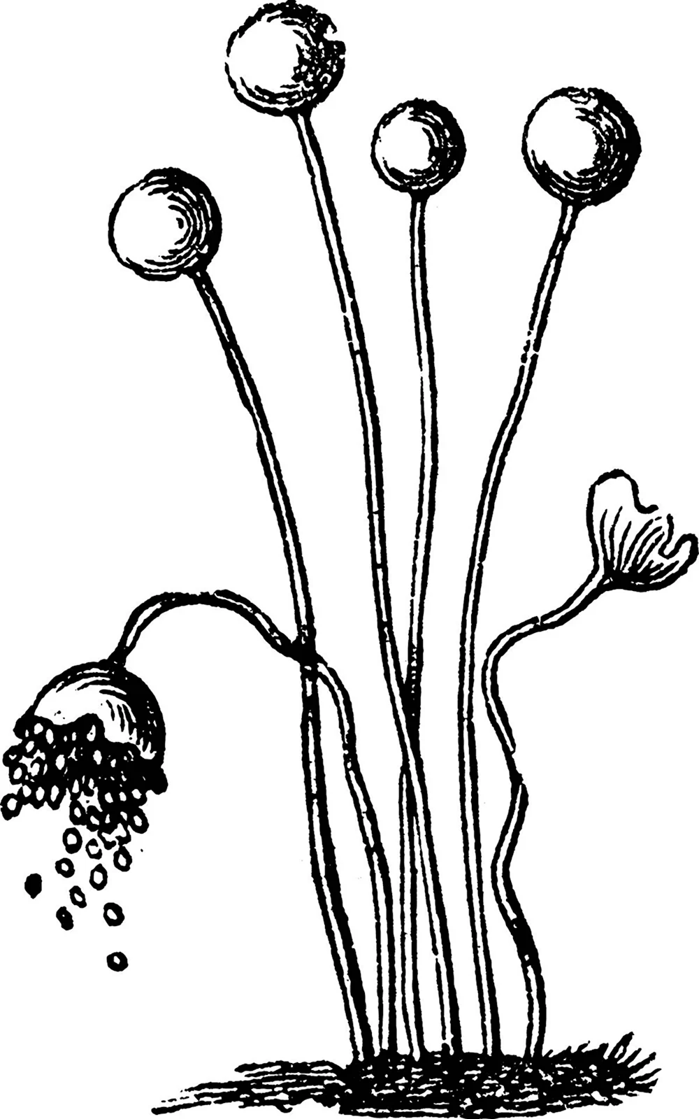Мицелиальные плесневые грибы