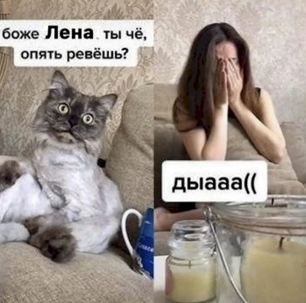 Мне срочно нужен такой кот