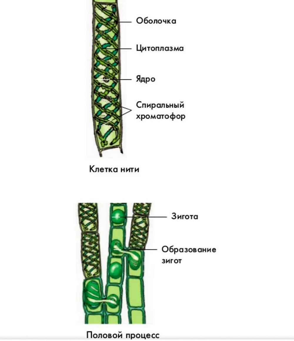 Многоклеточная водоросль спирогира