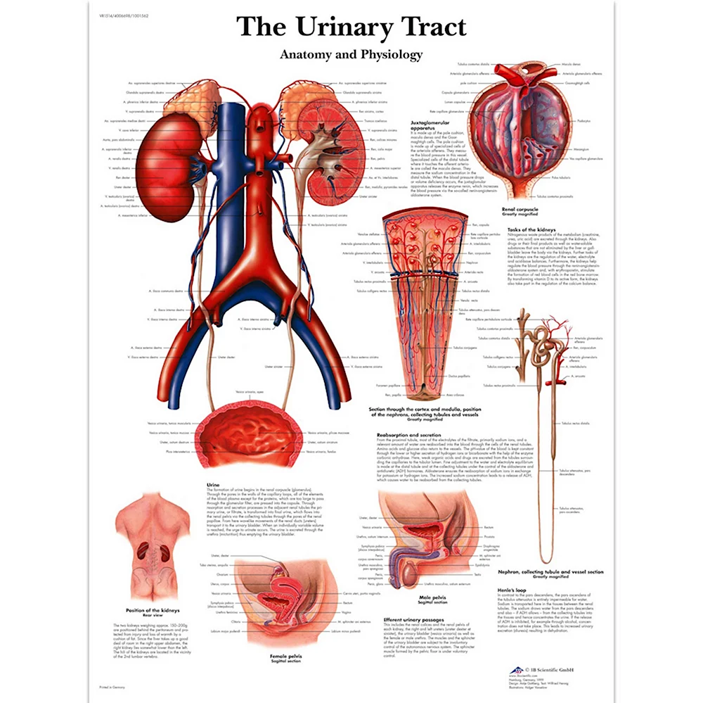 Pathological anatomy. Постер анатомия человека. Анатомия физиология и психология собак. Poster 3b Scientific. Poster 3b Scientific jpg.