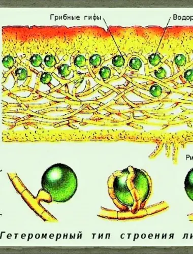 Модель внутреннего строения лишайника