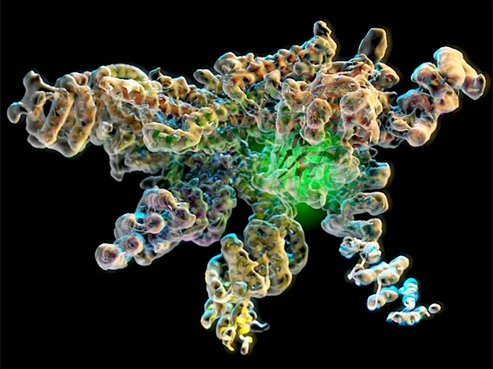 Молекула белка фермента