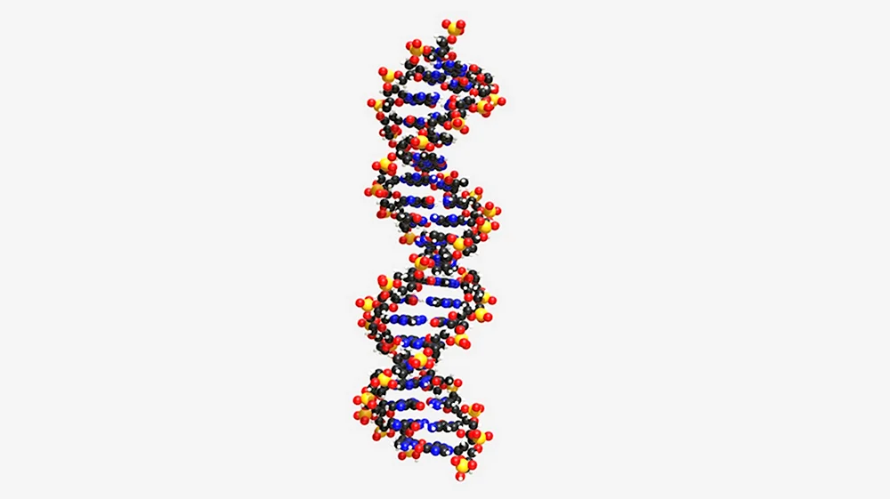 Молекула ДНК биополимер мономерами